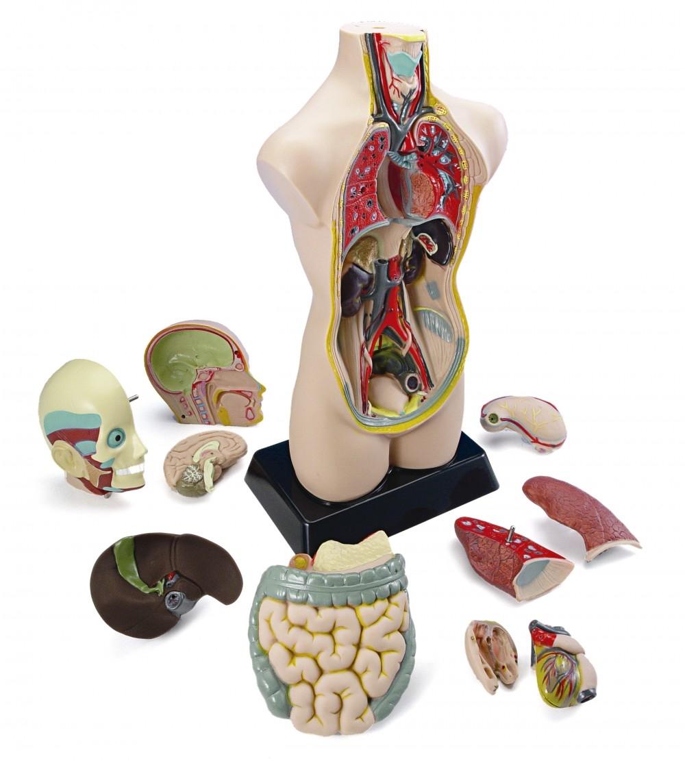 SET ANATOMIA 11 PCS